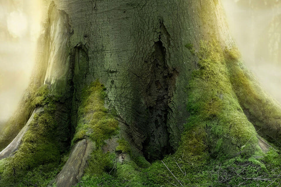 Jurrasic-Forest.jpg Jurrasic-Forest.jpg